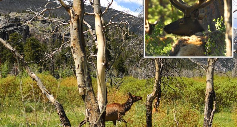 Two kids, woman with dog attacked by crazed elks in separate incidents in Colorado park