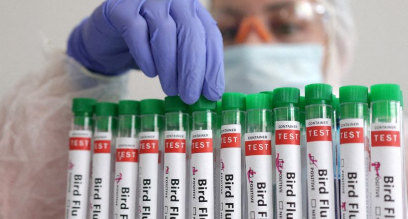 WHO confirms first human death from A(H5N2) bird flu