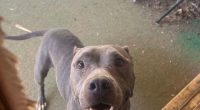 Florida dog missing for two years, found in Oklahoma