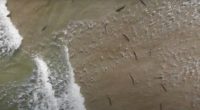 Drone footage shows the moment dozens of sharks swarm New Smyrna Beach - known as the 'shark bite capital of world'