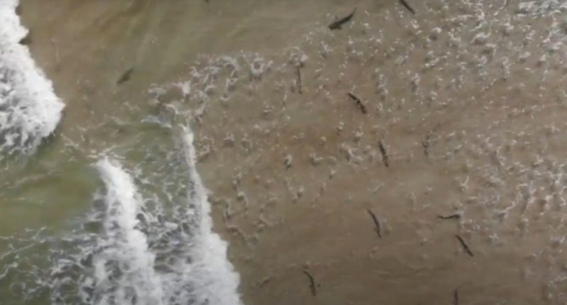 Drone footage shows the moment dozens of sharks swarm New Smyrna Beach - known as the 'shark bite capital of world'