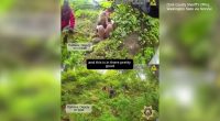 VIDEO: Missing 7-year-old girl lost in wilderness overnight rescued by deputies