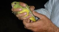 Pictured is the first live Night Parrot captured in more than 100 years.