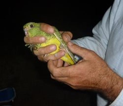 Pictured is the first live Night Parrot captured in more than 100 years.