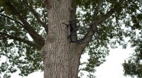 Tree stand safety to refresh before archery season