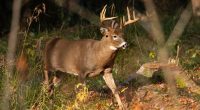 Central IL sees decrease in youth deer harvested