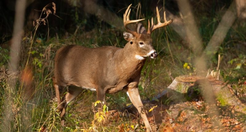 Central IL sees decrease in youth deer harvested