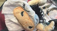 Man tries to smuggle meth-baked cow onesie on flight: Cops