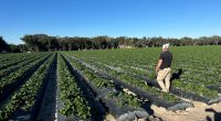 'What we're trying to save': FL strawberry farmers prepare crops for freezing temps