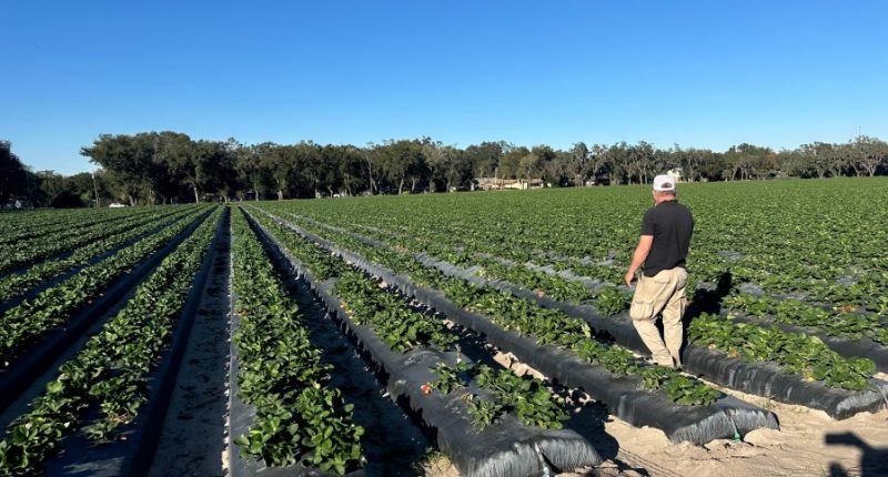 'What we're trying to save': FL strawberry farmers prepare crops for freezing temps