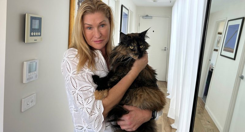 Mittens the cat becomes an accidental frequent flyer after getting mistakenly left on a plane