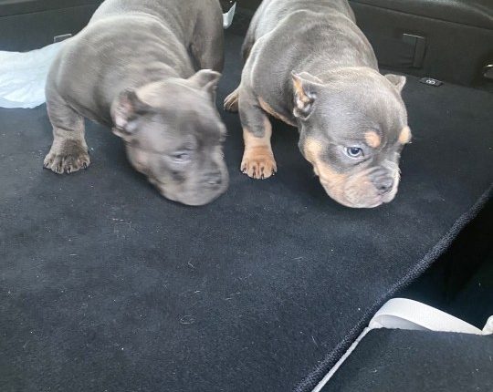 2 puppies, marijuana bags labeled 'Home Alone' and 'Scarface' confiscated during Polk County traffic stop