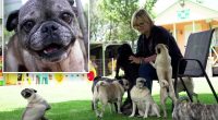 A South African woman has rescued more than 2,500 of the lovable ‘clowns of the dog world’