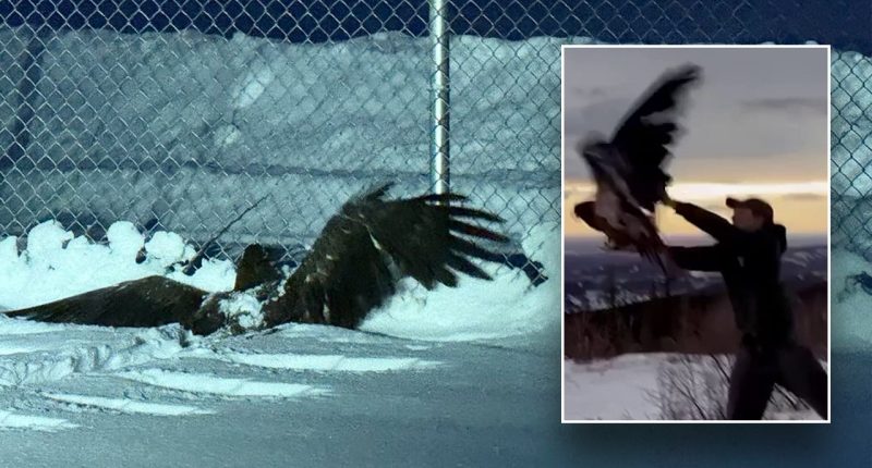 Alaska bald eagle found 'frozen and unable to fly' rescued by police: 'Ready to fly the coop'