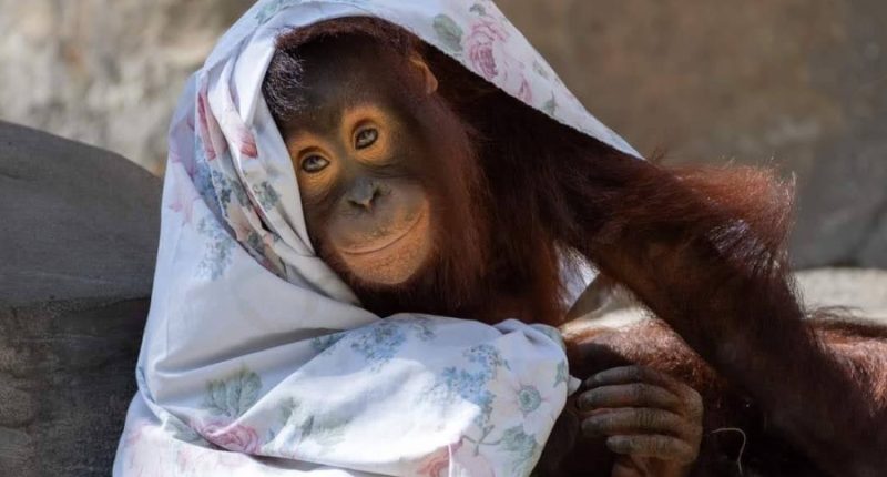 Animals at ZooTampa stay warm as temperatures drop