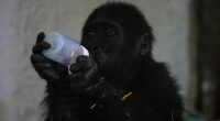 Baby gorilla found in plane cargo recovering at Turkish zoo