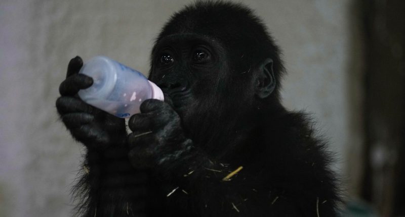 Baby gorilla found in plane cargo recovering at Turkish zoo