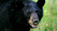 Bear reportedly bites Florida man, attacks his dog