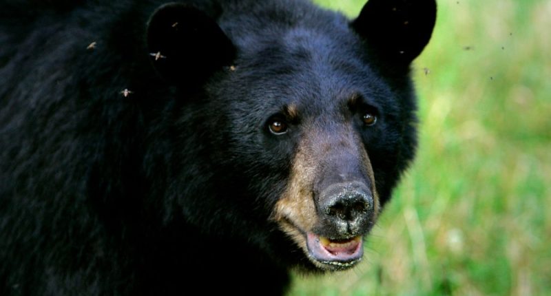 Bear reportedly bites Florida man, attacks his dog