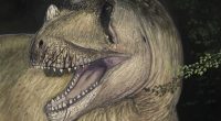 Illustration of *Tameryraptor markgrafi*, a theropod dinosaur.