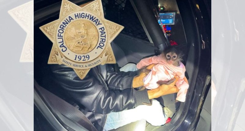 California Highway Patrol gets in some monkey business during routine stop