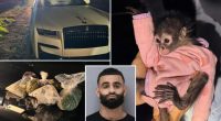 California police find spider monkey in front seat during DUI traffic stop