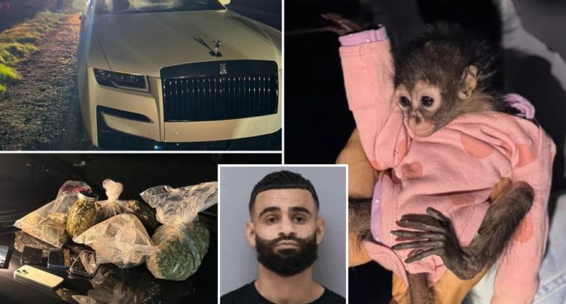 California police find spider monkey in front seat during DUI traffic stop