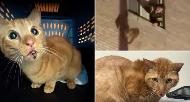 Cat survives 3-story fall from burning Midtown building, nonprofit raising money for pet's surgery: 'A miracle cat'