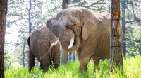 Colorado court rules elephants at zoo cannot pursue their release because they are not human