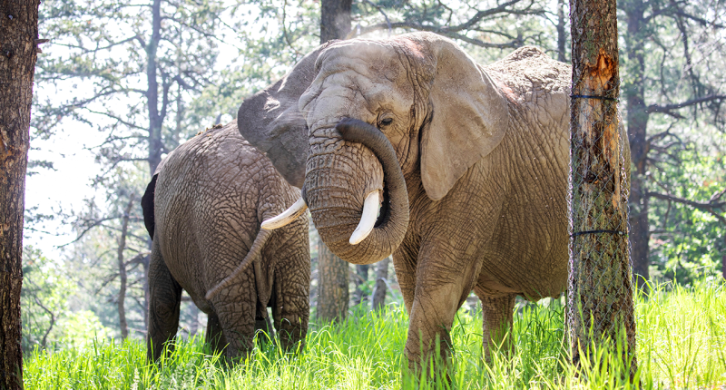 Colorado court rules elephants at zoo cannot pursue their release because they are not human
