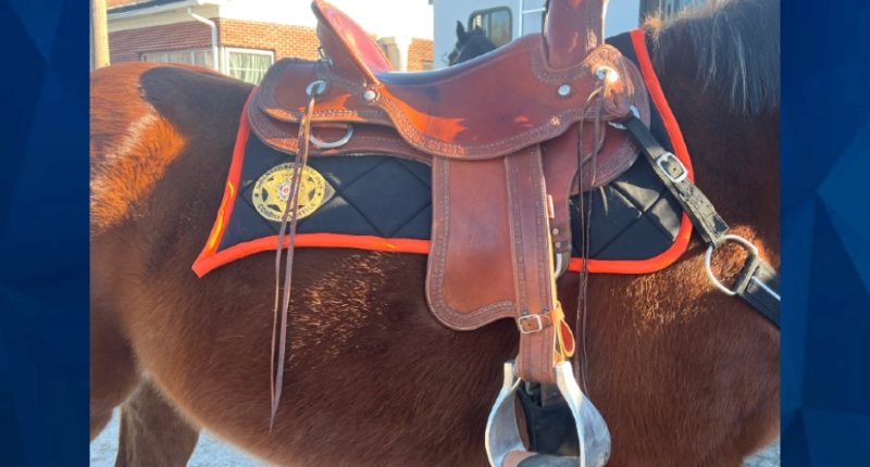 Coroner Joins Search and Rescue Horse Team Dedicated to Finding Missing People