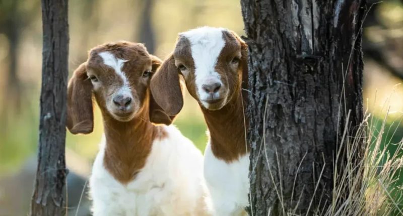 GistReel Entertainment