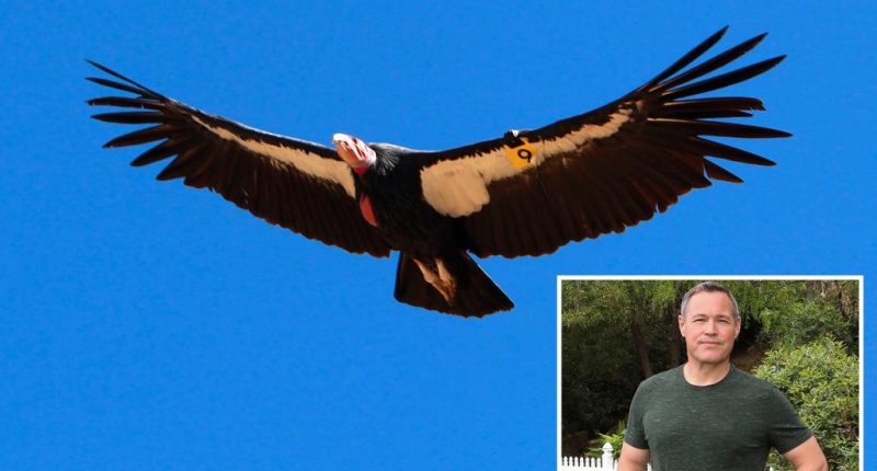 Endangered species threatened by LA fires, pets may return