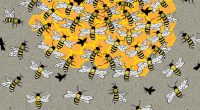 Illustration of a puzzle: find the queen bee in the hive.