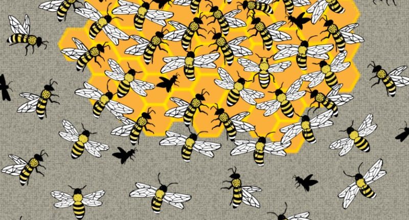 Illustration of a puzzle: find the queen bee in the hive.