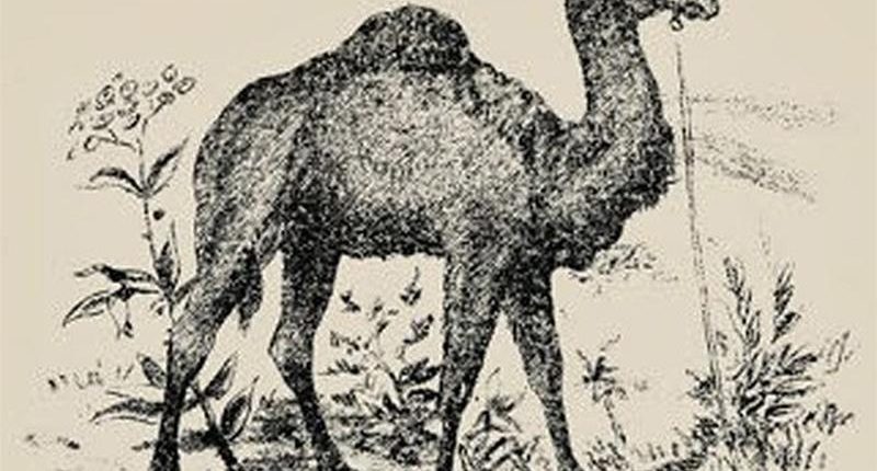 Can you spot the hidden face in this old-school optical illusion?