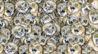 Illustration of a group of owls, one of which is different.
