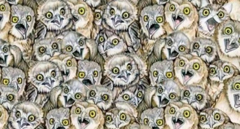 Illustration of a group of owls, one of which is different.