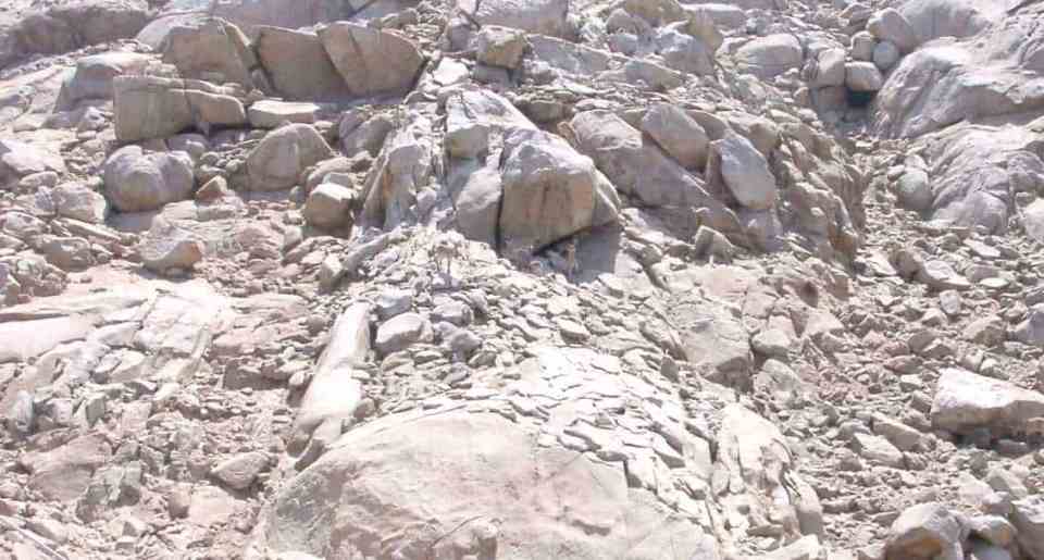 Four deer hidden among rocks.
