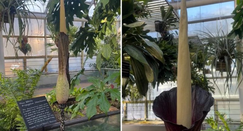 Extremely rare Corpse Flower blooms at Brooklyn Botanical Garden
