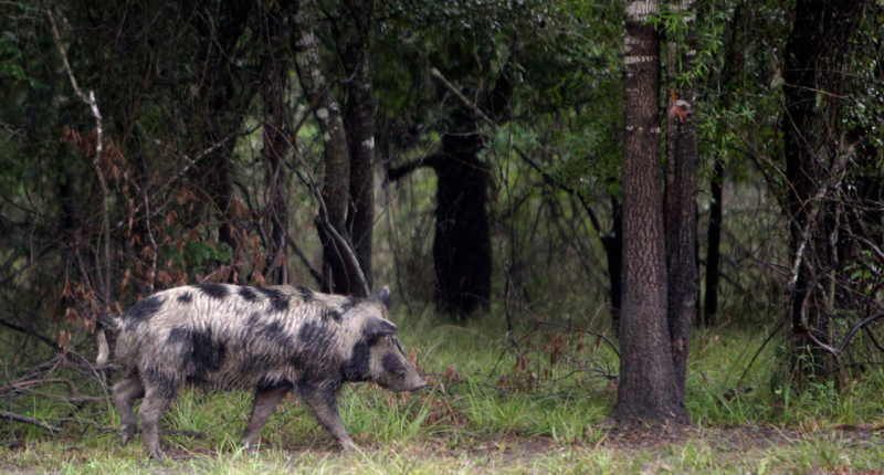Feral hogs terrorizing Texas town, infuriating locals: 'I can't go out there and start blasting'