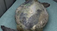 Florida doctors say number of cold, sick sea turtles 'unprecedented' this year
