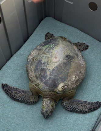 Florida doctors say number of cold, sick sea turtles 'unprecedented' this year