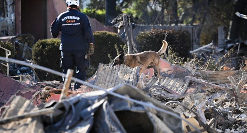 Search and rescue dog searching for human remains in wildfire debris.