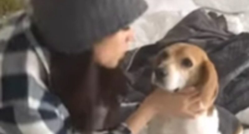 Heartbreak for the Sussexes as Meghan's pet dog dies