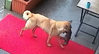 A mother dog carrying her sick puppy in her mouth to a veterinary clinic.