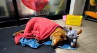 A dog wrapped in a red towel sleeps on the ground near a convenience store, next to a stuffed animal.