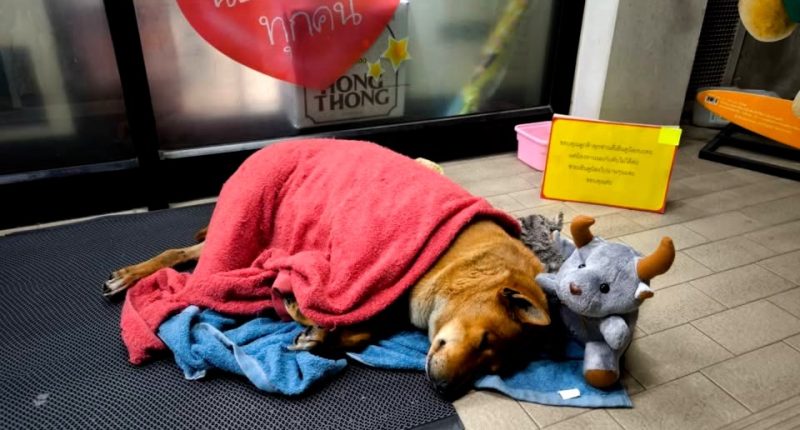 A dog wrapped in a red towel sleeps on the ground near a convenience store, next to a stuffed animal.