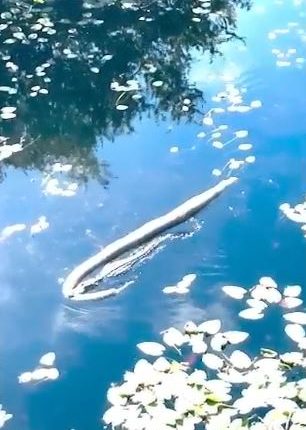 People watching the gator remarked that 'it's huge'