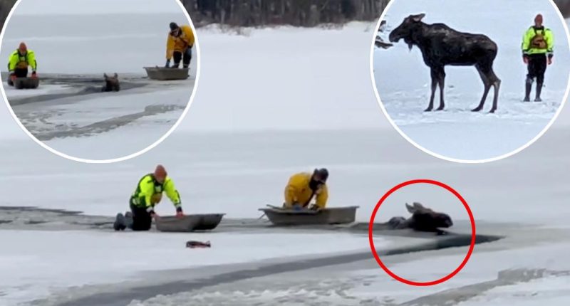 How to rescue a moose from a frozen lake: 'No training manual'